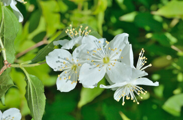 Obraz na płótnie Canvas Flowers of wild jasmine 3