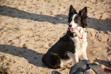 Fototapeta premium Black and white border collie dog sitting on the sand on a sunny day. Horizontal orientation. 