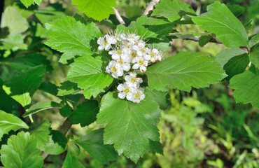 Flowers of hawthorn 8