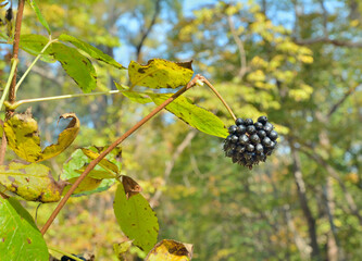 Branch of bush (Eleutherococcus senticosus) with berries