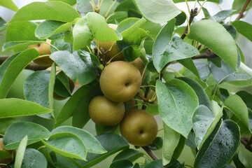 
Japanese Pear fruit / Cultivation of Japanese pears