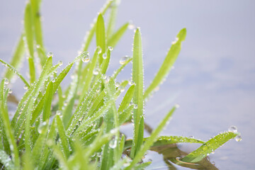 Morning droplets of dew collect on grass near a lake in.