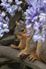 Naklejka na ściany i meble Fox Squirrel in wisteria lavender flowers