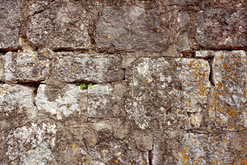 Texture wall made of big grey stones covered with moss.
