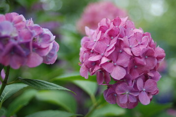 Fototapeta premium あじさい