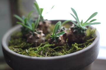 Interesting Species of Succulent Pineapple Plant