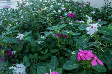 vinca rosea flower, tropical flowers of southeast asia