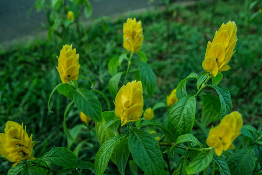 Cana flower, tropical yellow flower