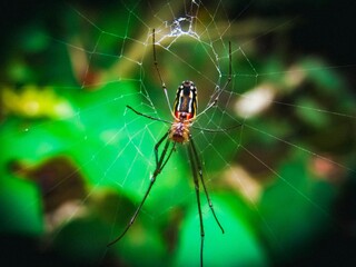 spider on the web