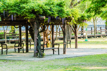Wooden park benches under a covering of ferns