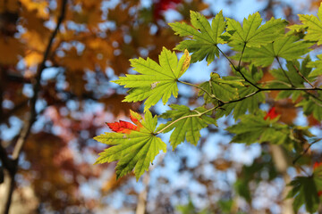 Beautiful maples blazes brightly in sunny day before it falls for autumn, South Korea