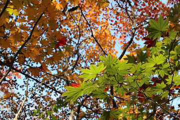 Beautiful maples blazes brightly in sunny day before it falls for autumn, South Korea