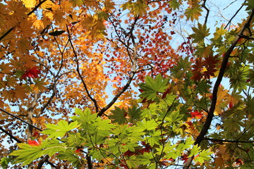 Beautiful maples blazes brightly in sunny day before it falls for autumn, South Korea