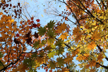 Beautiful maples blazes brightly in sunny day before it falls for autumn, South Korea