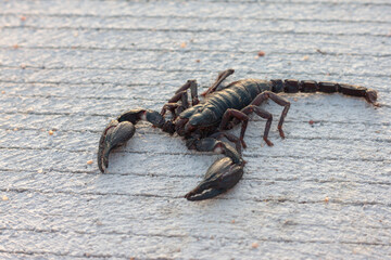 A black scorpion lay dead on the middle of a concrete road.