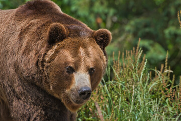 2020-07-12 A LARGE MALE GRIZZLY BEAR WALKING ALONE