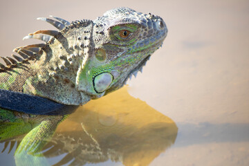 Pets iguana head close-up. It was taken by the lake. He