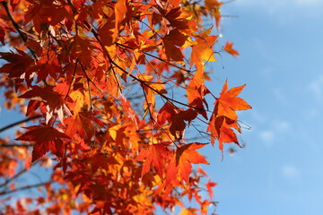 Beautiful red maples blazes brightly in sunny day before it falls for autumn, South Korea