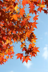 Beautiful red maples blazes brightly in sunny day before it falls for autumn, South Korea