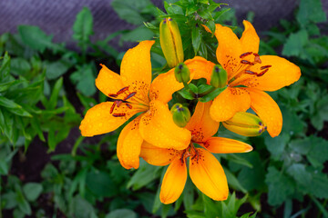 Fototapeta premium orange lily flower