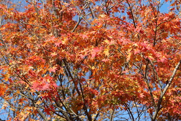 Beautiful red maples blazes brightly in sunny day before it falls for autumn, South Korea