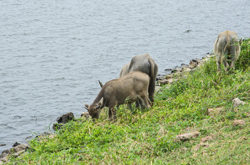 Asia buffaloes eat grass near the lake