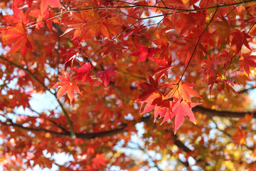 Beautiful red maples blazes brightly in sunny day before it falls for autumn, South Korea