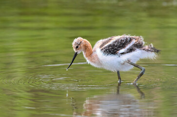 An American Avocet chick in downy feathers, wades through the shallow green waters of a wetland environment looking for food.