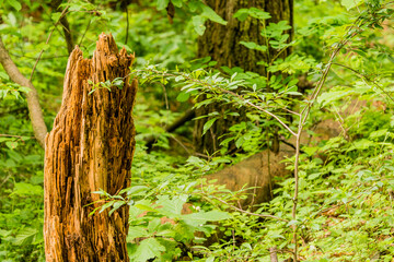 Closeup of a tree stump in the forest