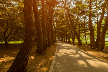 Sun casting shadows on a paved walkway
