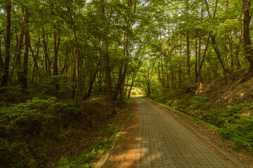 Fototapeta na wymiar Stone paved walkway lined with trees