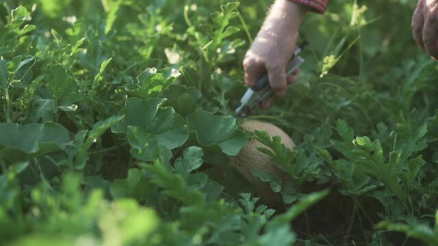 Farmer picks a cantaloupe melon from the garden