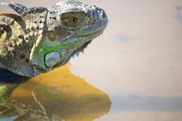 Pets iguana head close-up. It was taken by the lake. He