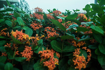 Soka flower red, Southeast Asian topical flower