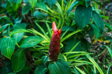 pretty cool garden flowers, asian tropical flowers