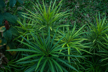 pretty cool garden flowers, asian tropical flowers