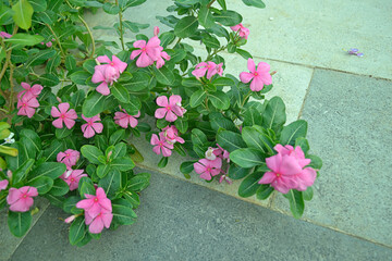 vinca rosea flower, tropical flowers of southeast asia
