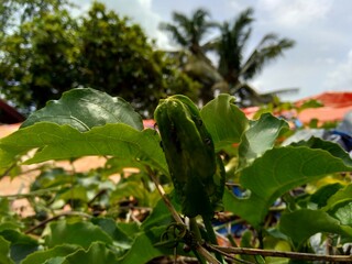 Passion fruit with a natural background