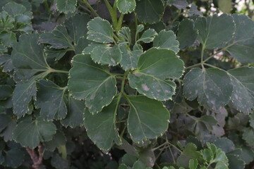 ivy leaves on a tree