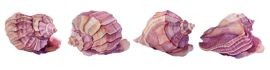 Set watercolor hand-drawn sea shell isolated on white background. Creative nature realistic object for card, wallpaper, textile, wrapping, florist