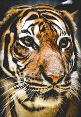 portrait of a tiger