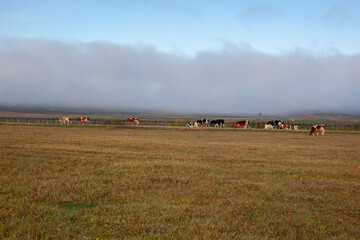 Fototapeta na wymiar Pasturing his cattle on the border between China and Russia border