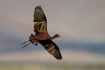 White faced Ibis in flight