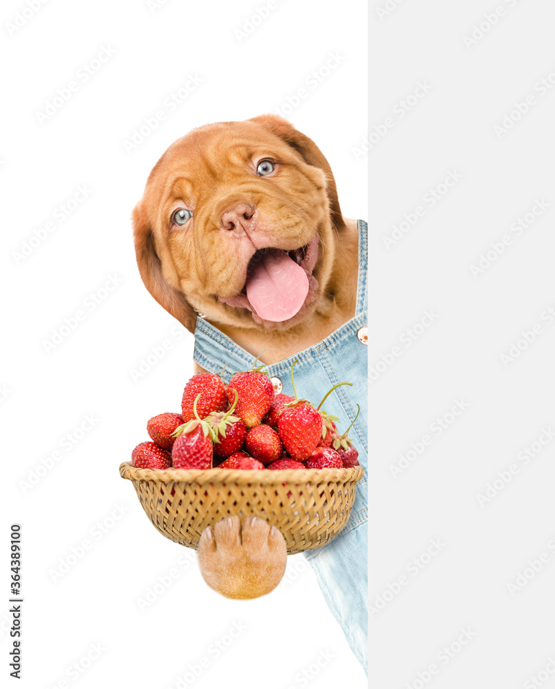 Poster happy puppy farmer wearing overalls holds basket of strawberries and looks from behind empty banner.