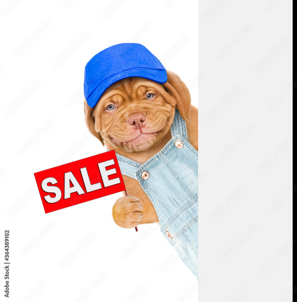 Poster smiling puppy wearing overalls and blue cap holds sales symbol behind empty banner. isolated on whit