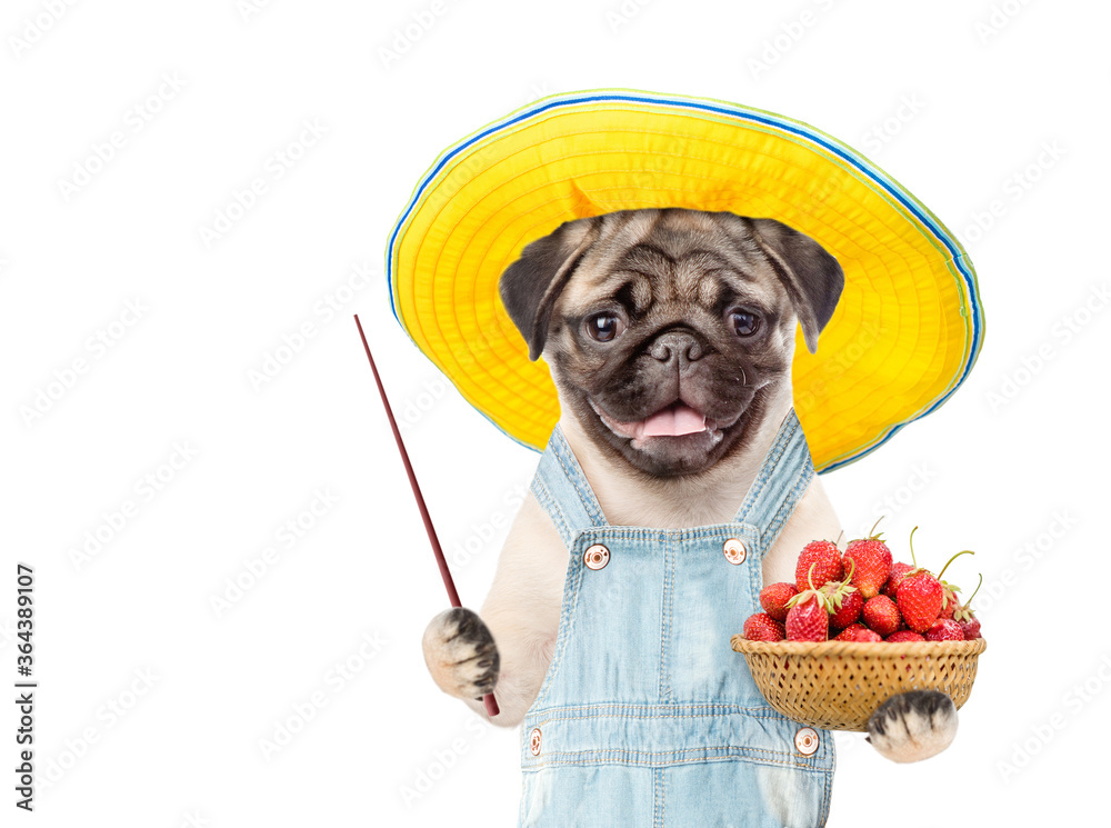 Poster pug puppy farmer wearing overalls and summer hat holds basket of strawberries and points away on emp