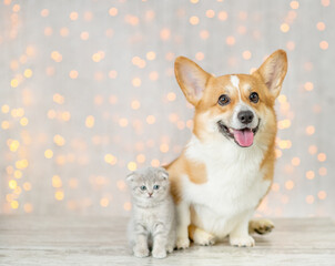 Pembroke welsh corgi dog and baby kitten sit together on festive background. Empty space for text
