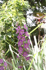 flowers in the garden