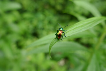 Shiny metallic texture beetle sitting on narrow leaf