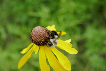 Large fuzzy bumblebee pollinating and feeding on yellow flower